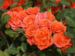 Zwergrose 'Ninetta' ® 17 Zwergrose 'Ninetta' ® -Deutschland Garten Funk Verkaufs-Shop zwergrose ninetta m054553 w 1