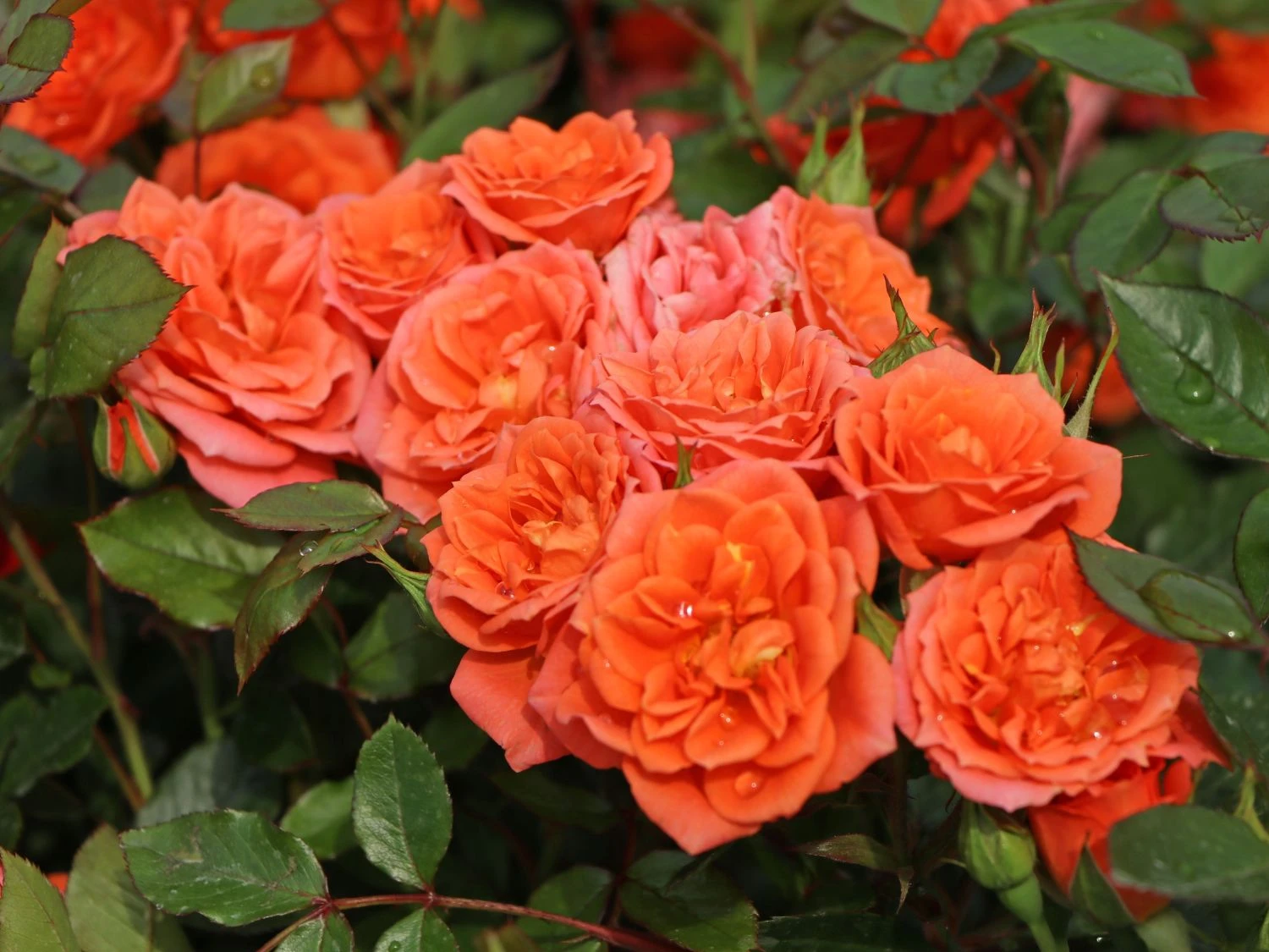 Zwergrose 'Ninetta' ® 9 Zwergrose 'Ninetta' ® – Bild 9