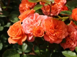 Zwergrose 'Ninetta' ® 12 Zwergrose 'Ninetta' ® -Deutschland Garten Funk Verkaufs-Shop zwergrose ninetta m054553 w 2