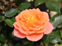 Zwergrose 'Ninetta' ® 13 Zwergrose 'Ninetta' ® -Deutschland Garten Funk Verkaufs-Shop zwergrose ninetta m054553 w 3