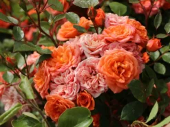 Zwergrose 'Ninetta' ® 11 Zwergrose 'Ninetta' ® -Deutschland Garten Funk Verkaufs-Shop zwergrose ninetta m054553 w 4