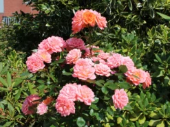 Zwergrose 'Ninetta' ® 14 Zwergrose 'Ninetta' ® -Deutschland Garten Funk Verkaufs-Shop zwergrose ninetta m054553 w 5