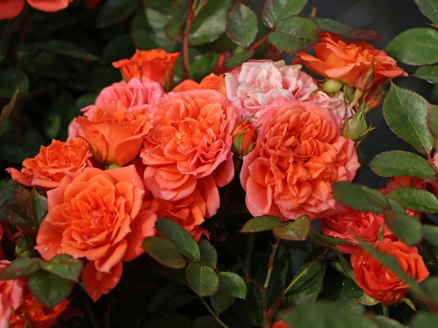 Zwergrose 'Ninetta' ® 2 Zwergrose 'Ninetta' ® – Bild 2