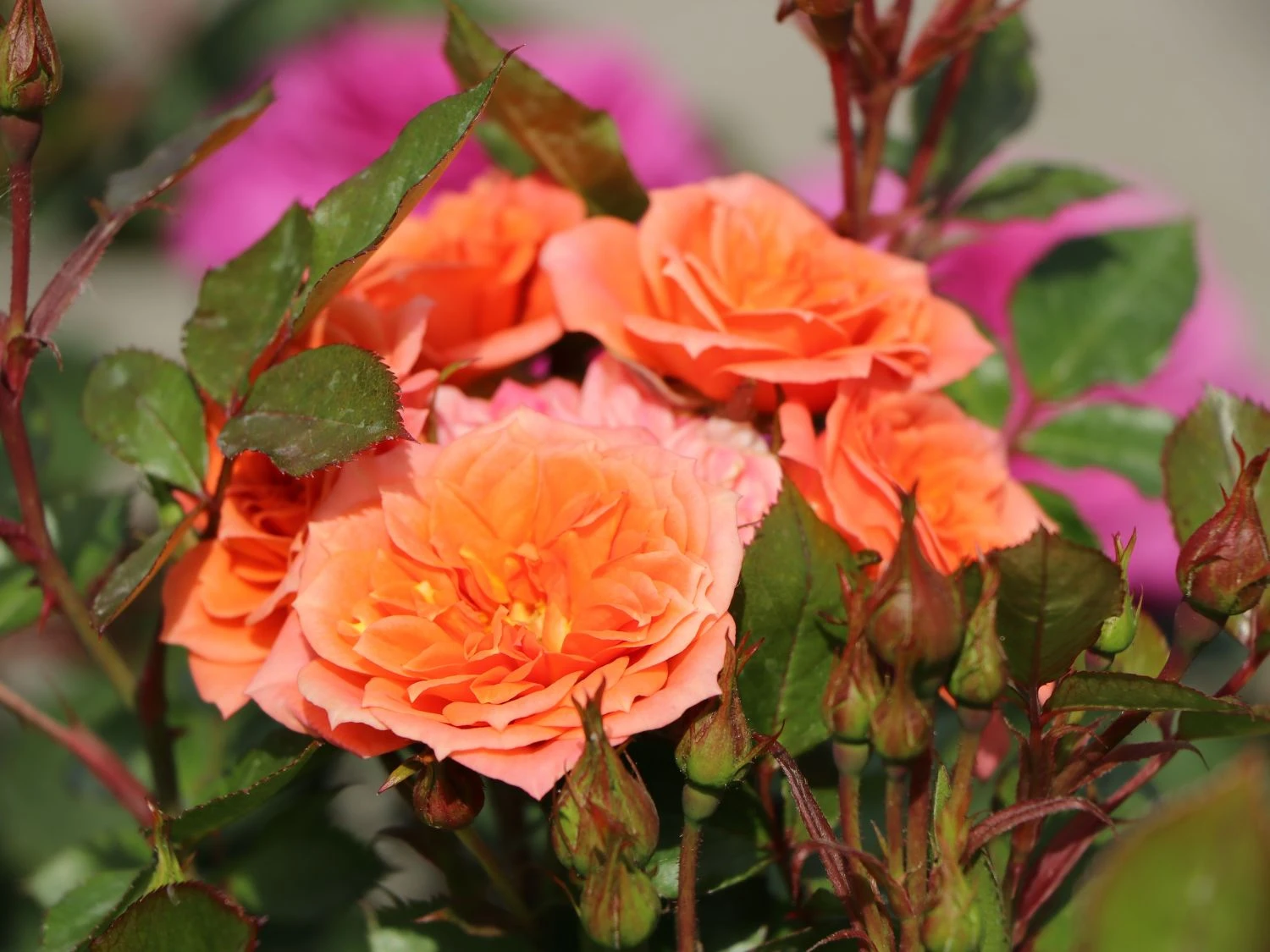 Zwergrose 'Ninetta' ® 8 Zwergrose 'Ninetta' ® – Bild 8