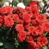 Zwergrose 'Orange Babyflor' ®