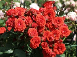 Zwergrose 'Orange Babyflor' ®