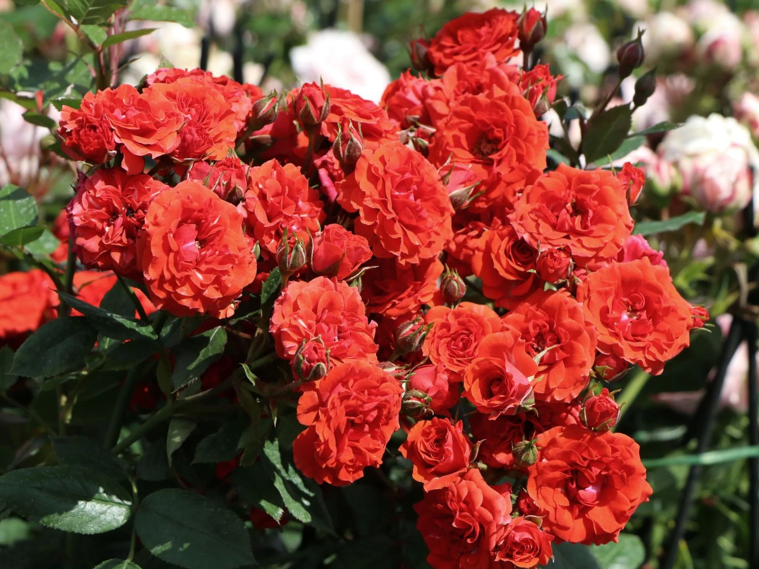 Zwergrose 'Orange Babyflor' ® 1 Zwergrose 'Orange Babyflor' ®