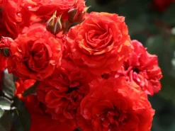 Zwergrose 'Orange Babyflor' ® 7 Zwergrose 'Orange Babyflor' ® -Deutschland Garten Funk Verkaufs-Shop zwergrose orange babyflor m005810 w 0