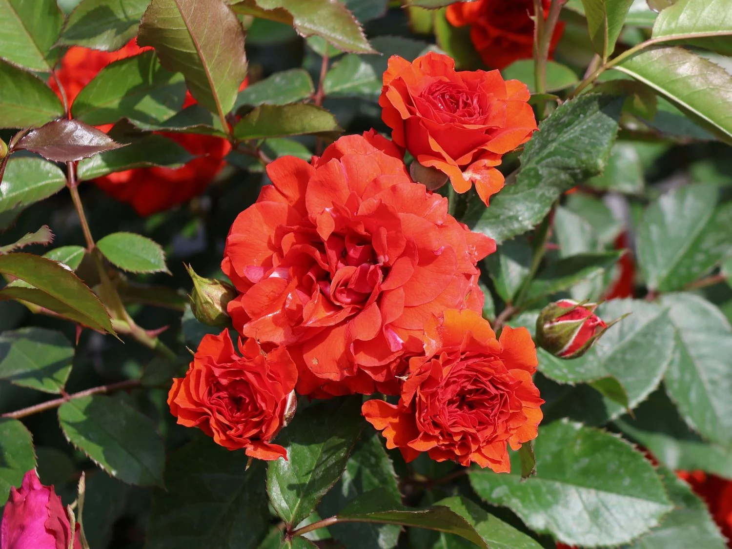 Zwergrose 'Orange Babyflor' ® 2 Zwergrose 'Orange Babyflor' ® – Bild 2