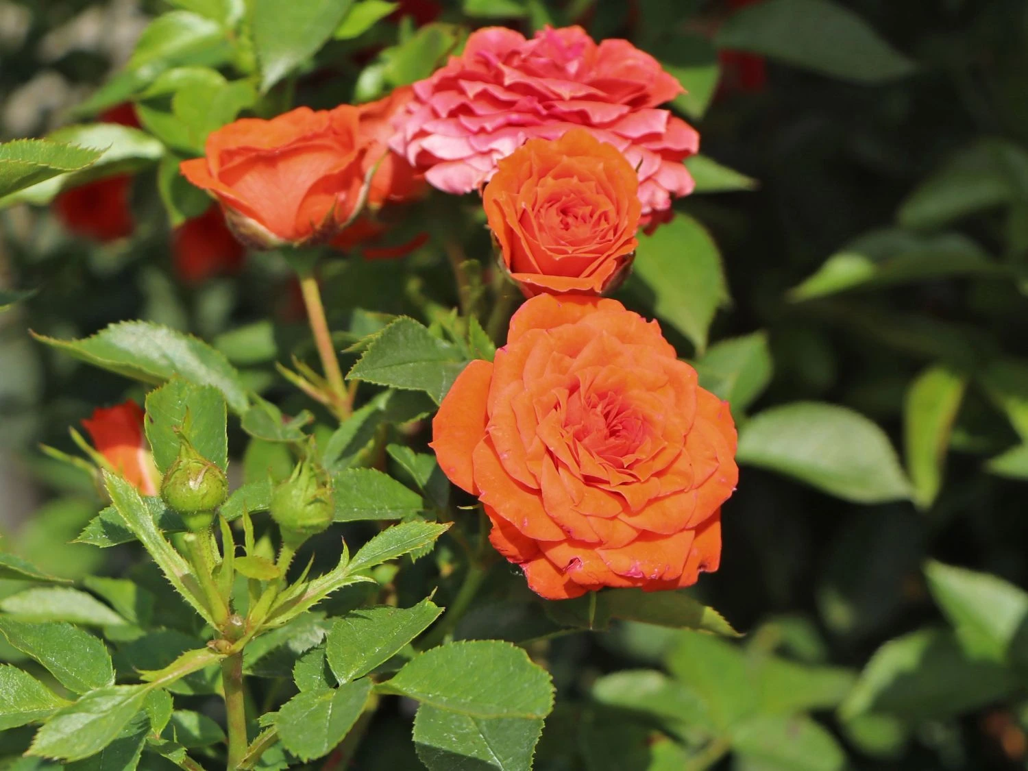 Zwergrose 'Orange Juwel' ® 1 Zwergrose 'Orange Juwel' ®