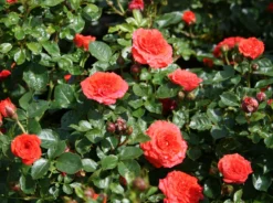 Zwergrose 'Orange Juwel' ® 17 Zwergrose 'Orange Juwel' ® -Deutschland Garten Funk Verkaufs-Shop zwergrose orange juwel m002670 w 0