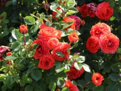 Zwergrose 'Orange Juwel' ® 12 Zwergrose 'Orange Juwel' ® -Deutschland Garten Funk Verkaufs-Shop zwergrose orange juwel m002670 w 1