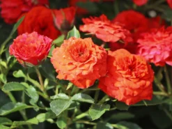 Zwergrose 'Orange Juwel' ® 11 Zwergrose 'Orange Juwel' ® -Deutschland Garten Funk Verkaufs-Shop zwergrose orange juwel m002670 w 2
