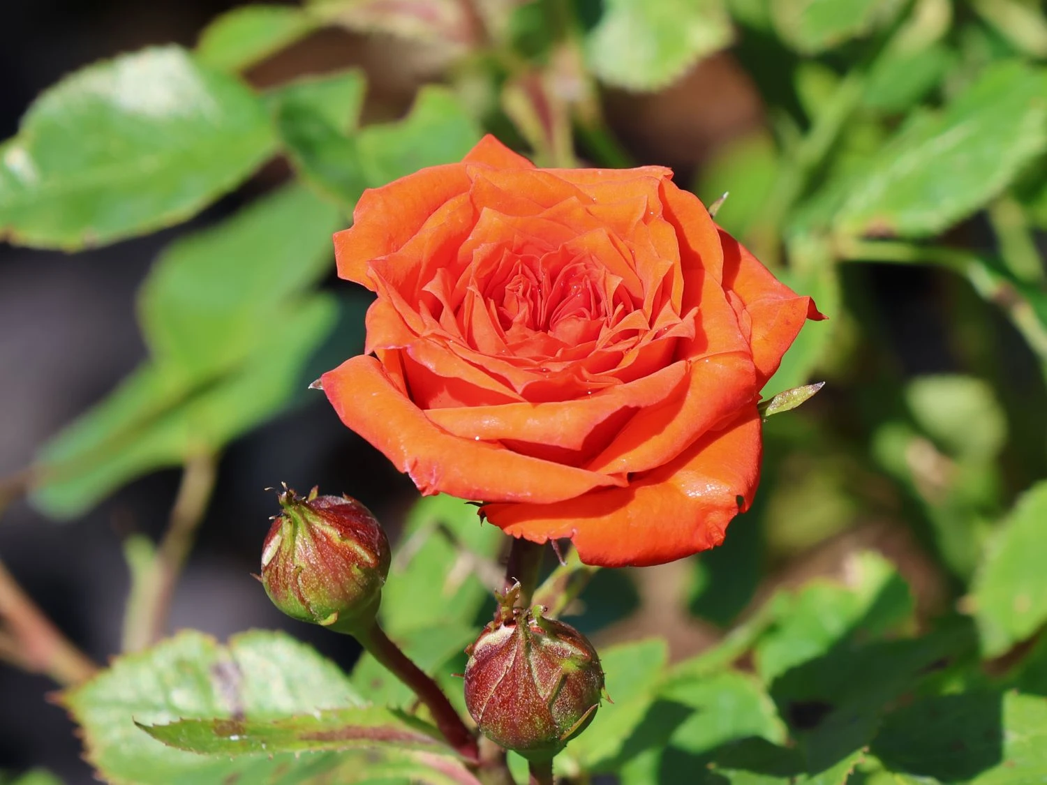 Zwergrose 'Orange Juwel' ® 2 Zwergrose 'Orange Juwel' ® – Bild 2