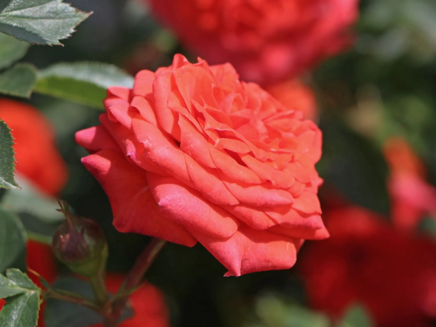 Zwergrose 'Orange Juwel' ® 7 Zwergrose 'Orange Juwel' ® – Bild 7