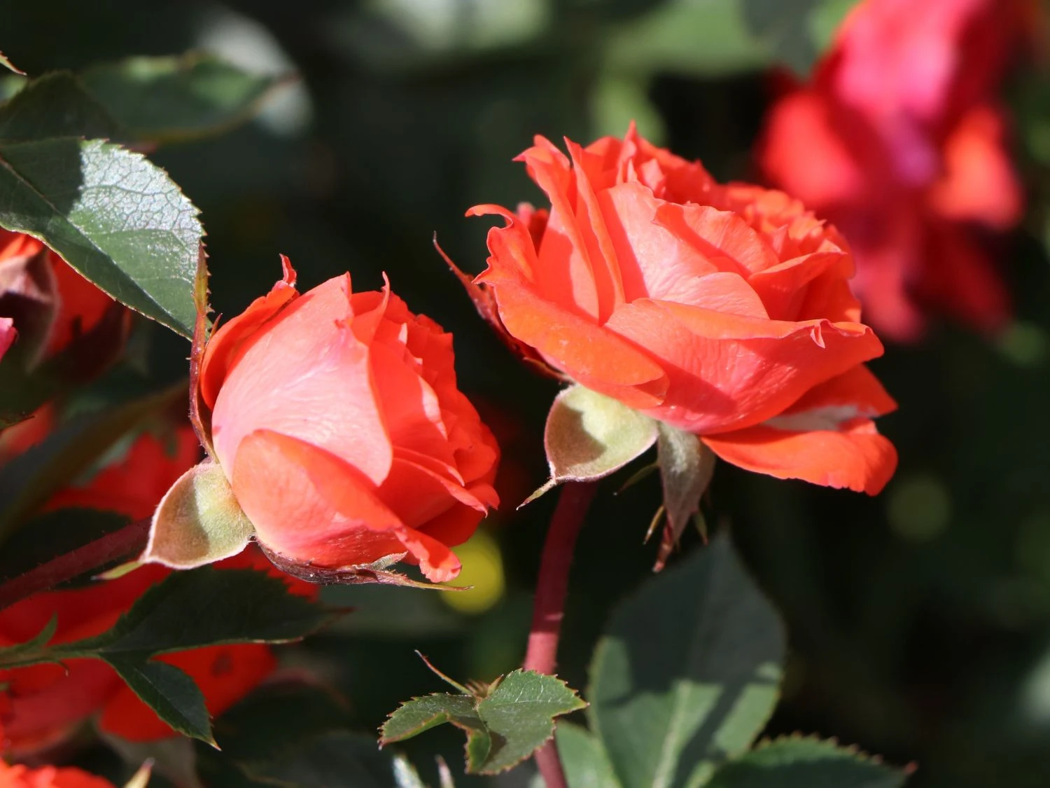 Zwergrose 'Orange Juwel' ® 8 Zwergrose 'Orange Juwel' ® – Bild 8