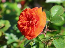 Zwergrose 'Orange Juwel' ® 13 Zwergrose 'Orange Juwel' ® -Deutschland Garten Funk Verkaufs-Shop zwergrose orange juwel m002670 w 7