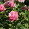 Zwergrose 'Pink Symphonie' ®