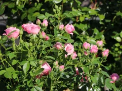 Zwergrose 'Pink Symphonie' ® 5 Zwergrose 'Pink Symphonie' ® -Deutschland Garten Funk Verkaufs-Shop zwergrose pink symphonie m005940 w 0