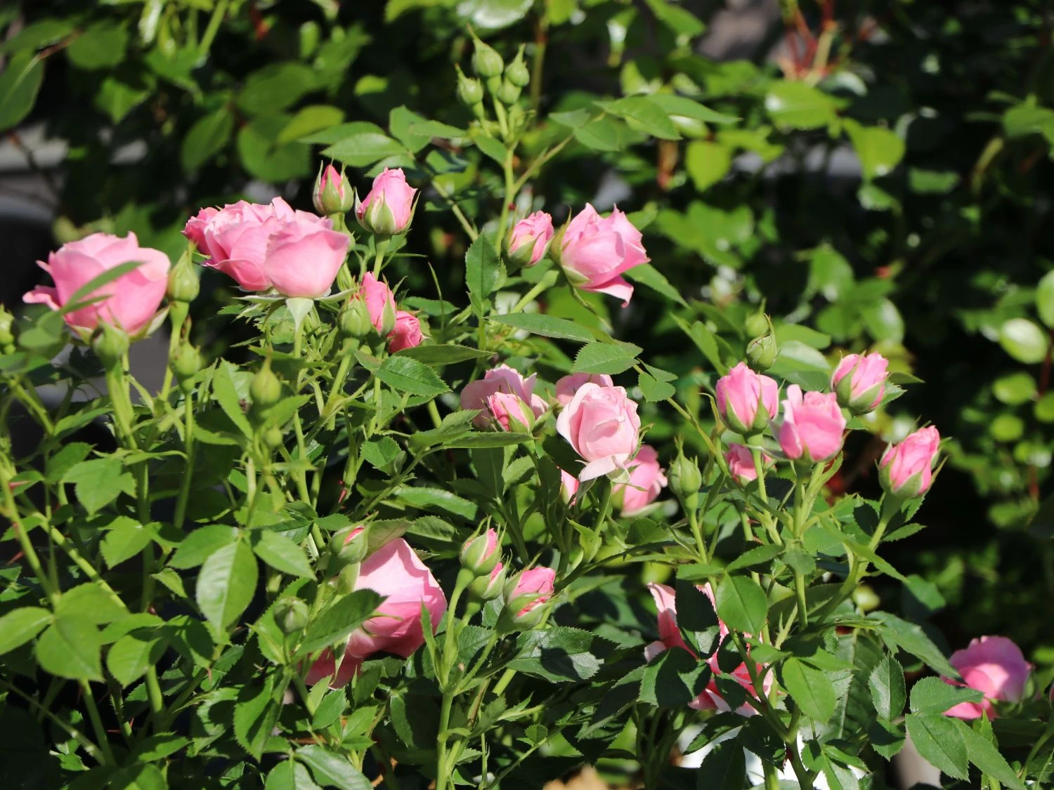 Zwergrose 'Pink Symphonie' ® 3 Zwergrose 'Pink Symphonie' ® – Bild 3