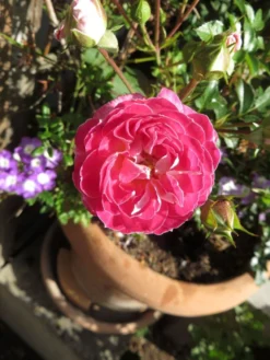 Zwergrose 'Pinocchio' ® 7 Zwergrose 'Pinocchio' ® -Deutschland Garten Funk Verkaufs-Shop zwergrose pinocchio m114464 193676 0