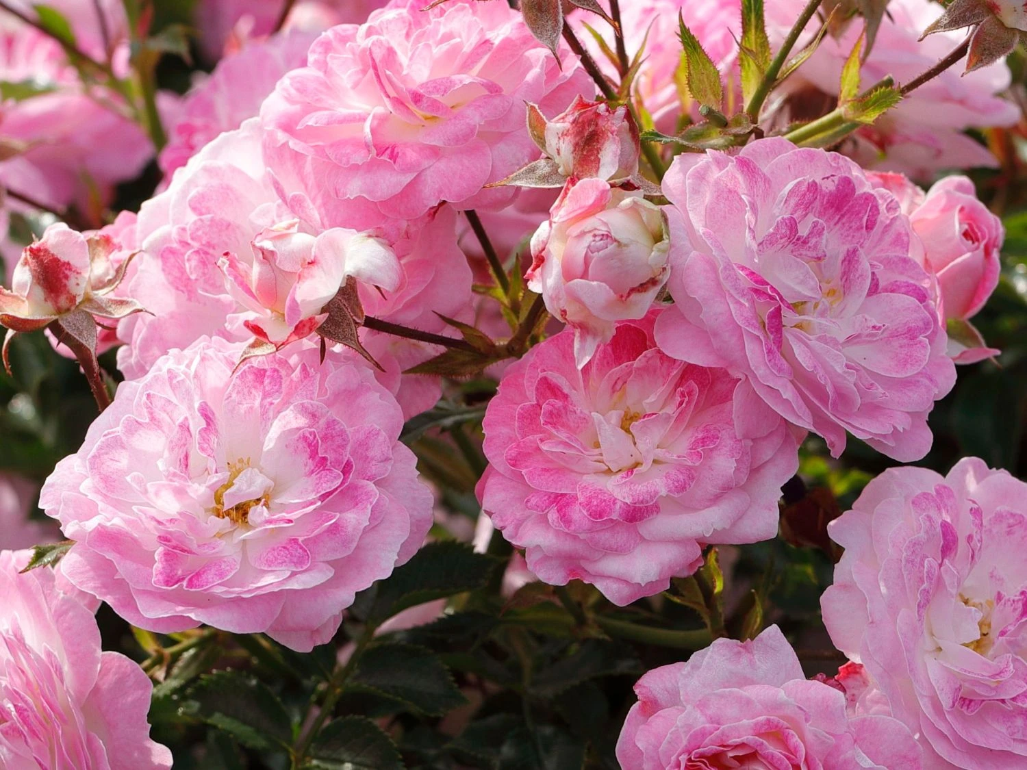 Zwergrose 'Pinocchio' ® 1 Zwergrose 'Pinocchio' ®