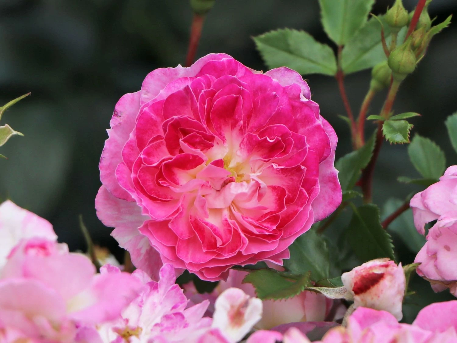 Zwergrose 'Pinocchio' ® 2 Zwergrose 'Pinocchio' ® – Bild 2