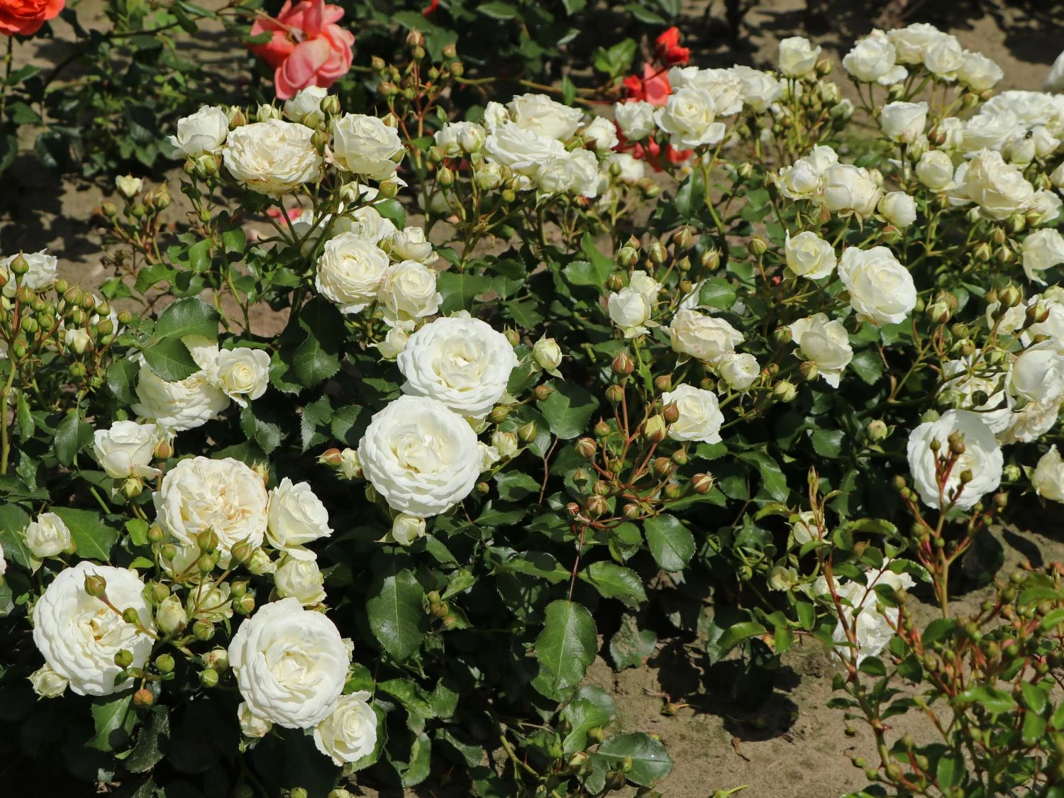 Zwergrose 'Schneeküsschen 2016' ® 1 Zwergrose 'Schneeküsschen 2016' ®