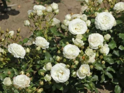 Zwergrose 'Schneeküsschen 2016' ® 10 Zwergrose 'Schneeküsschen 2016' ® -Deutschland Garten Funk Verkaufs-Shop zwergrose schneekuesschen 2016 m099317 w 0