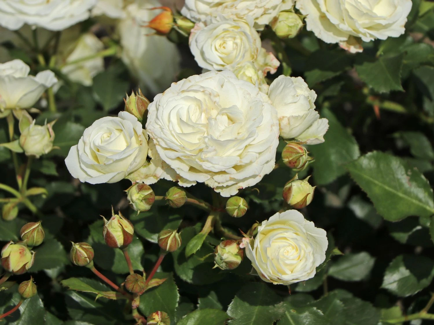 Zwergrose 'Schneeküsschen 2016' ® 2 Zwergrose 'Schneeküsschen 2016' ® – Bild 2