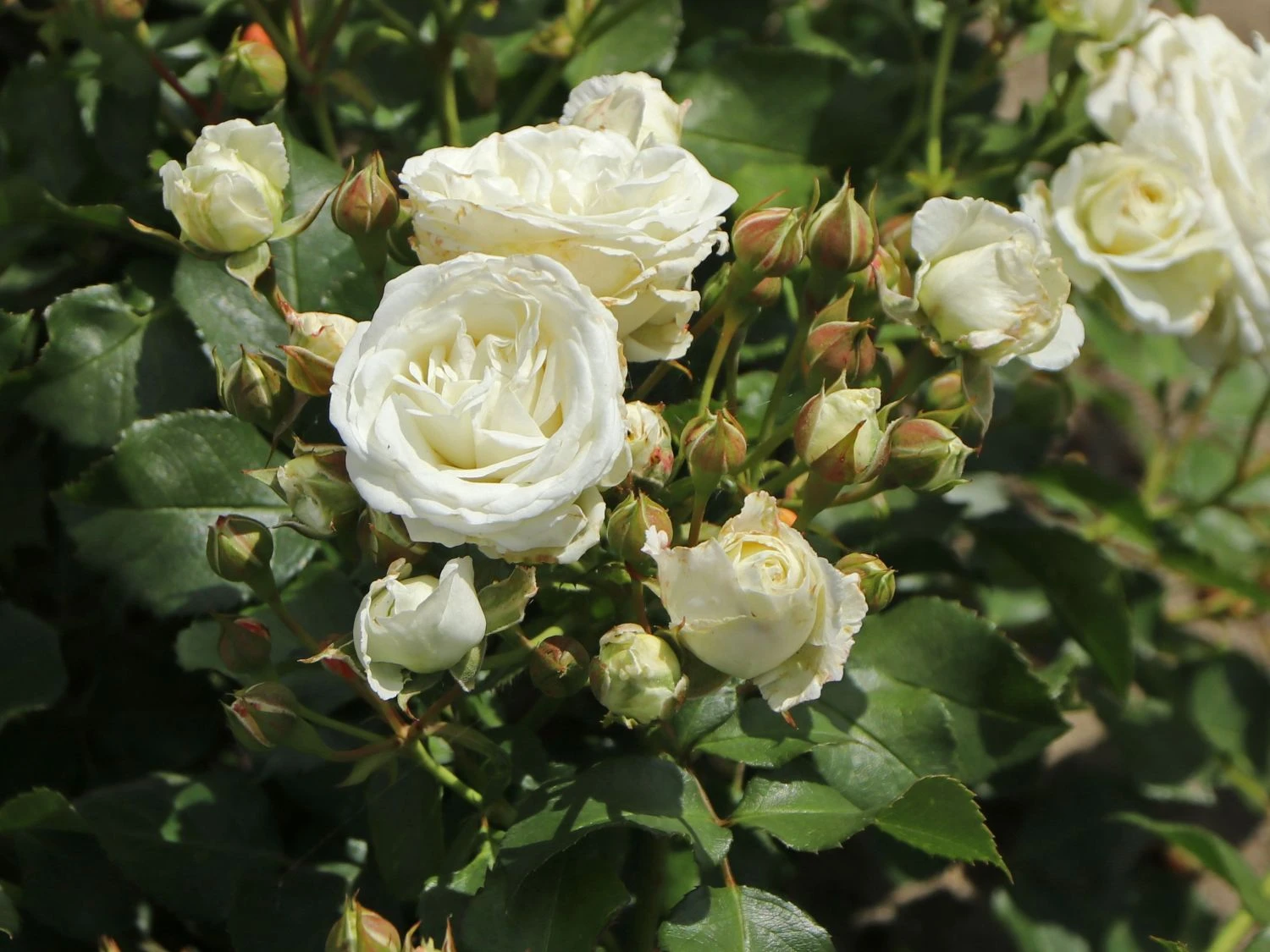 Zwergrose 'Schneeküsschen 2016' ® 4 Zwergrose 'Schneeküsschen 2016' ® – Bild 4