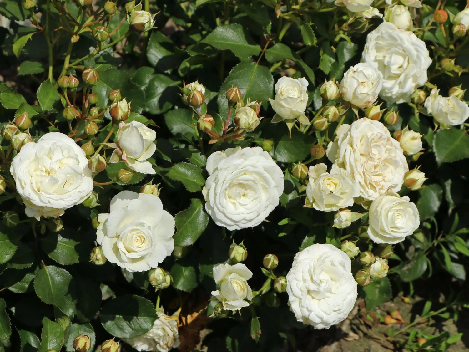 Zwergrose 'Schneeküsschen 2016' ® 3 Zwergrose 'Schneeküsschen 2016' ® – Bild 3