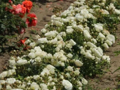 Zwergrose 'Schneeküsschen 2016' ® 11 Zwergrose 'Schneeküsschen 2016' ® -Deutschland Garten Funk Verkaufs-Shop zwergrose schneekuesschen 2016 m099317 w 4