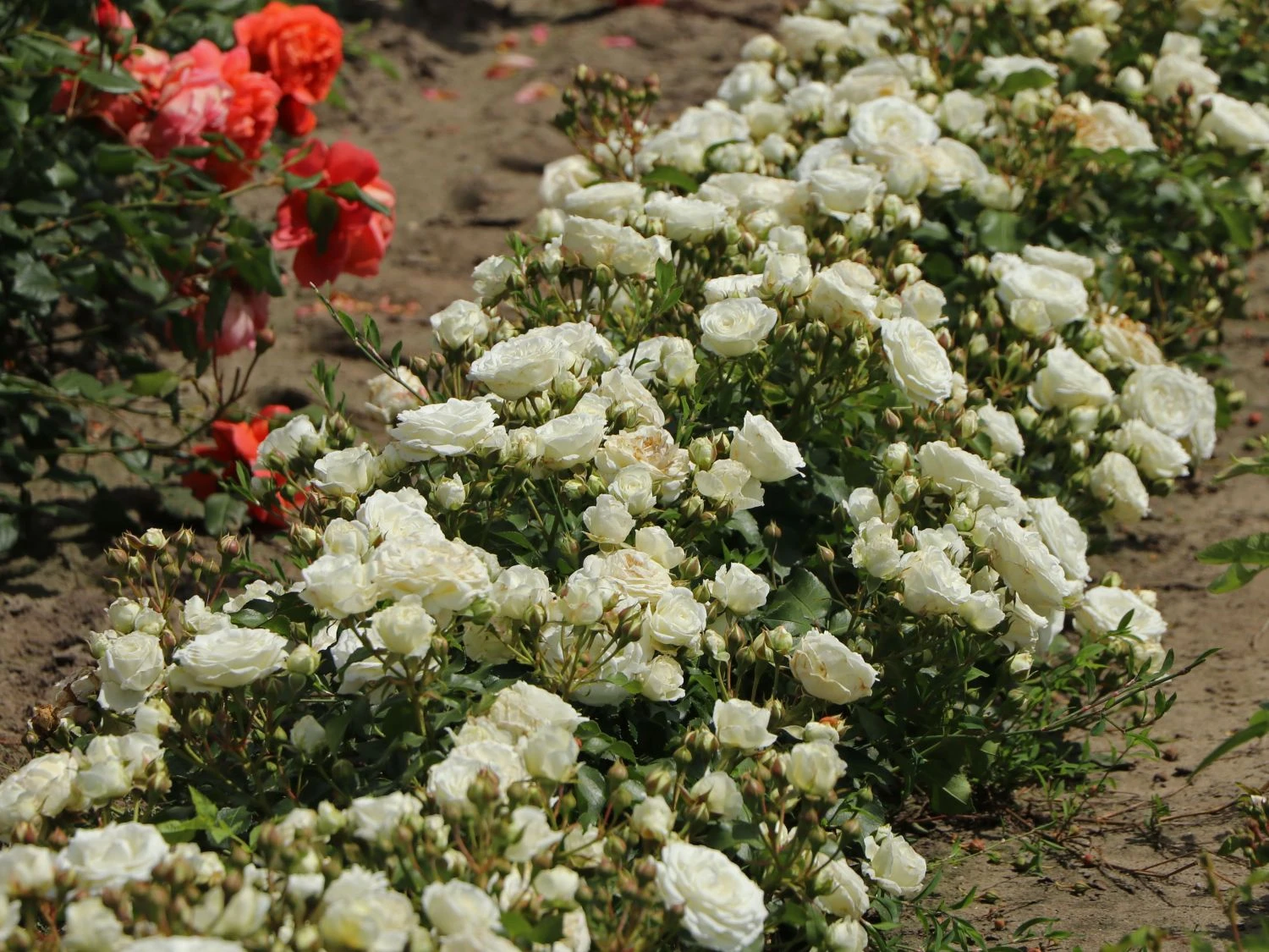 Zwergrose 'Schneeküsschen 2016' ® 6 Zwergrose 'Schneeküsschen 2016' ® – Bild 6