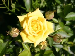 Zwergrose 'Sonnenkind' ®