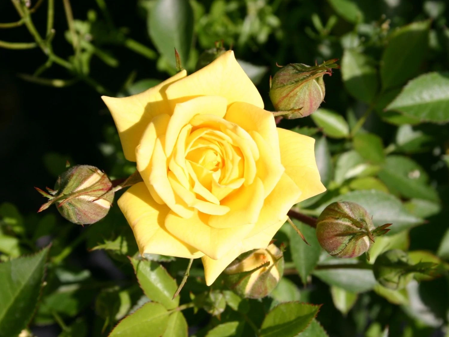 Zwergrose 'Sonnenkind' ® 1 Zwergrose 'Sonnenkind' ®