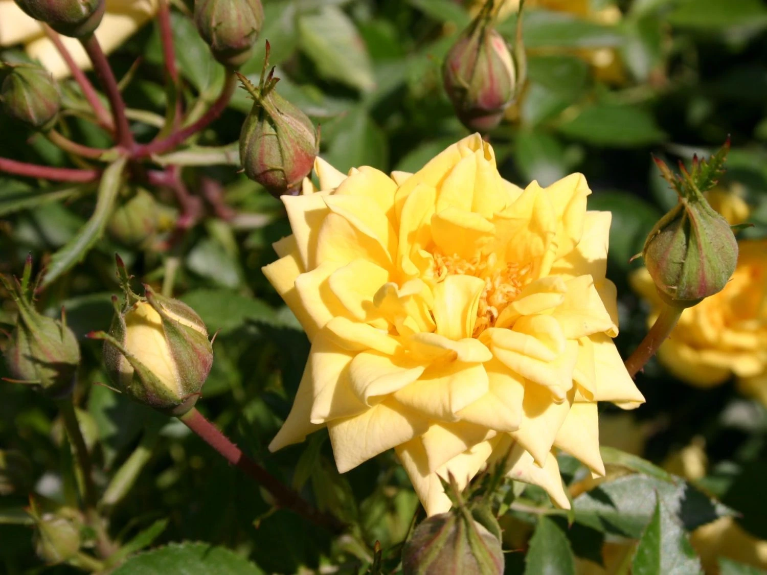 Zwergrose 'Sonnenkind' ® 2 Zwergrose 'Sonnenkind' ® – Bild 2