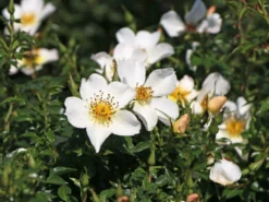 Zwergrose 'Sonnenröschen' ®