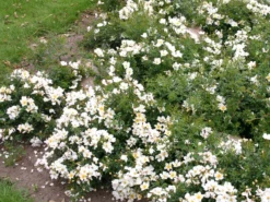 Zwergrose 'Sonnenröschen' ® 5 Zwergrose 'Sonnenröschen' ® -Deutschland Garten Funk Verkaufs-Shop zwergrose sonnenroeschen m046962 w 0