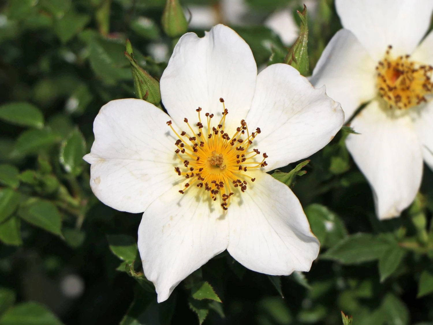 Zwergrose 'Sonnenröschen' ® 2 Zwergrose 'Sonnenröschen' ® – Bild 2