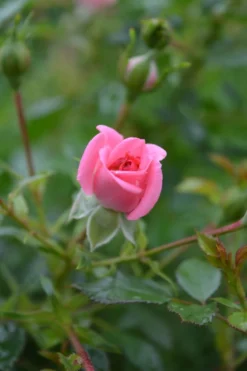 Zwergrose 'Sugar Baby' ® 11 Zwergrose 'Sugar Baby' ® -Deutschland Garten Funk Verkaufs-Shop zwergrose sugar baby m005820 838283 0