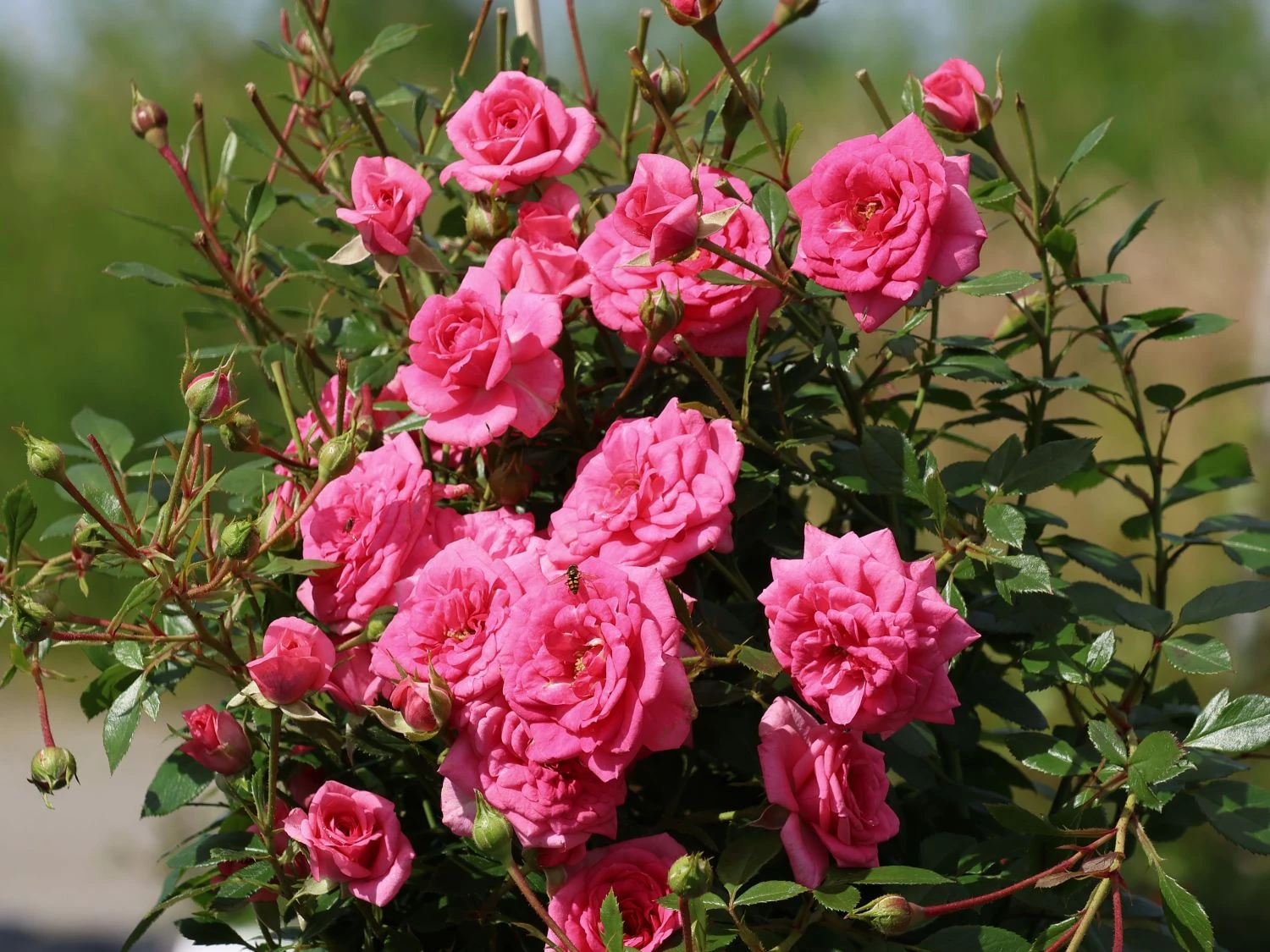 Zwergrose 'Sugar Baby' ® 1 Zwergrose 'Sugar Baby' ®