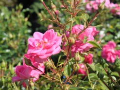 Zwergrose 'Sugar Baby' ® 10 Zwergrose 'Sugar Baby' ® -Deutschland Garten Funk Verkaufs-Shop zwergrose sugar baby m005820 w 0