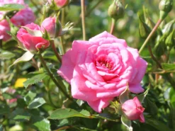 Zwergrose 'Sugar Baby' ® 8 Zwergrose 'Sugar Baby' ® -Deutschland Garten Funk Verkaufs-Shop zwergrose sugar baby m005820 w 1