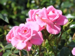 Zwergrose 'Sugar Baby' ® 9 Zwergrose 'Sugar Baby' ® -Deutschland Garten Funk Verkaufs-Shop zwergrose sugar baby m005820 w 2