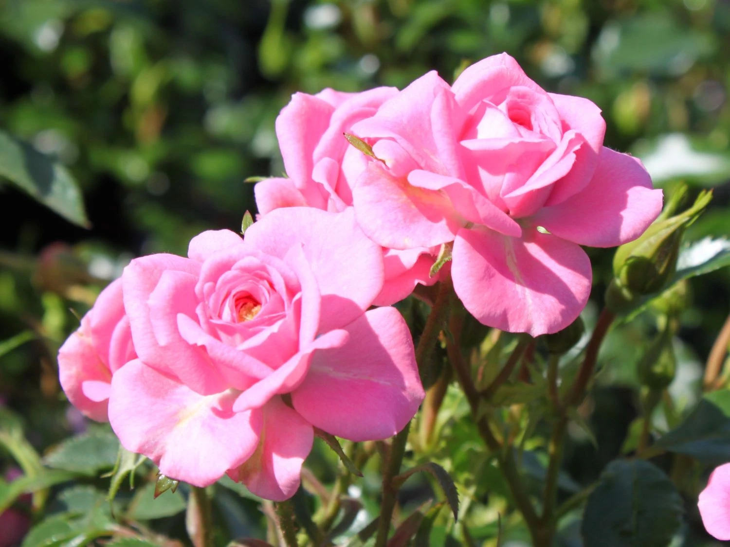 Zwergrose 'Sugar Baby' ® 4 Zwergrose 'Sugar Baby' ® – Bild 4