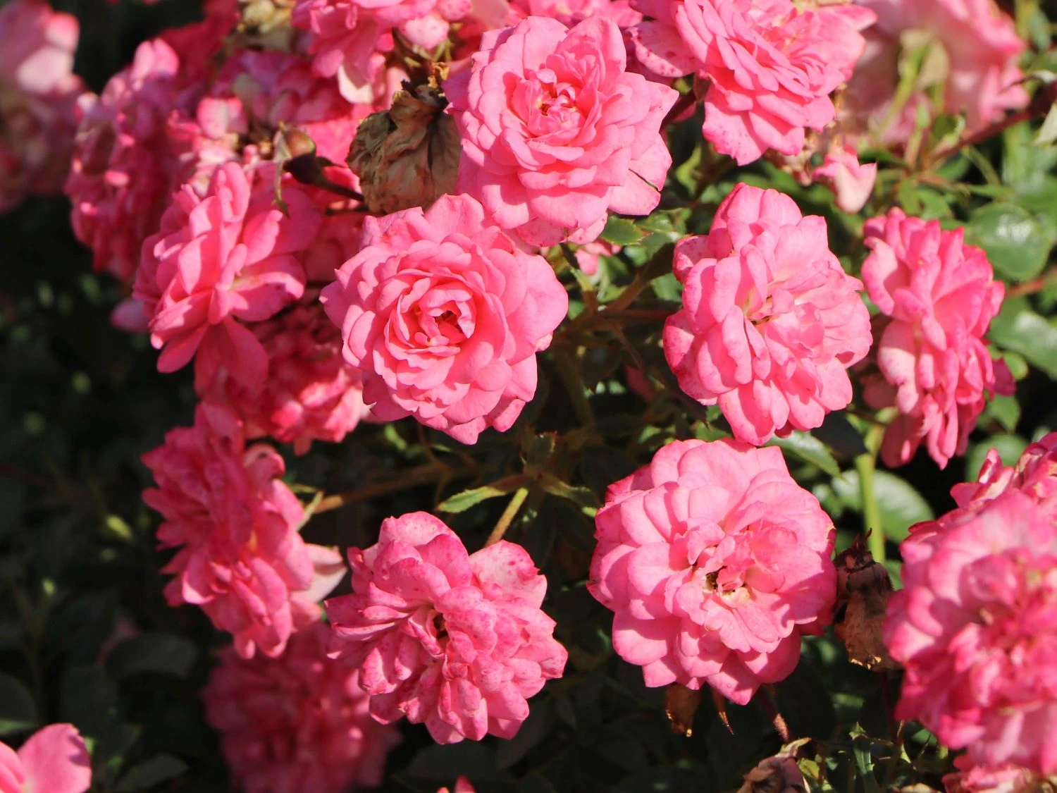 Zwergrose 'Sugar Baby' ® 2 Zwergrose 'Sugar Baby' ® – Bild 2