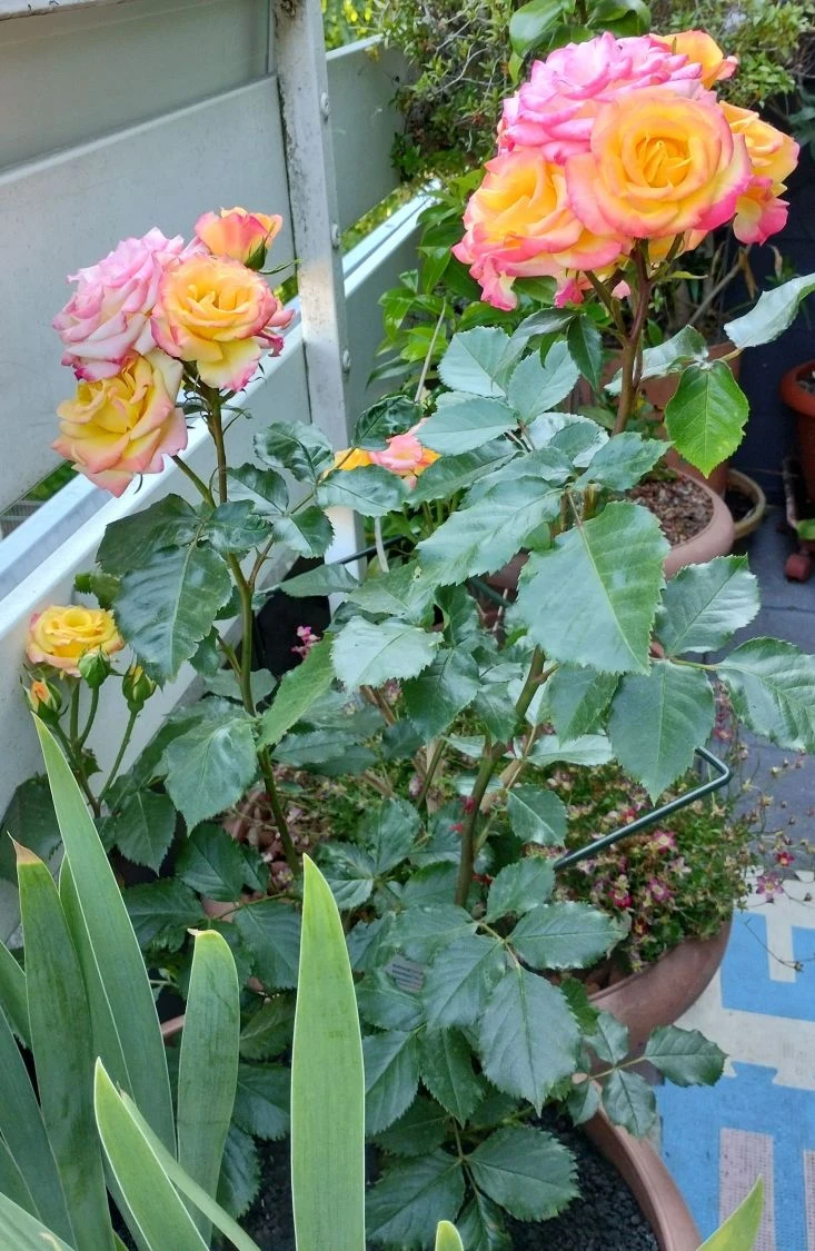 Zwergrose 'Tropical Clementine' ® 10 Zwergrose 'Tropical Clementine' ® – Bild 10