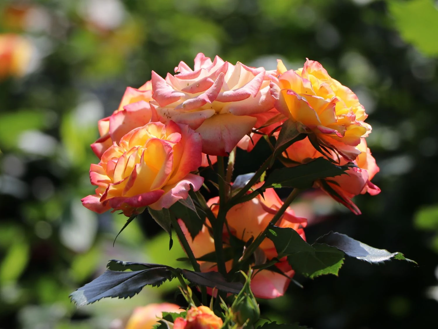 Zwergrose 'Tropical Clementine' ® 1 Zwergrose 'Tropical Clementine' ®