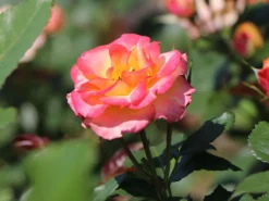 Zwergrose 'Tropical Clementine' ® 14 Zwergrose 'Tropical Clementine' ® -Deutschland Garten Funk Verkaufs-Shop zwergrose tropical clementine m094412 w 0